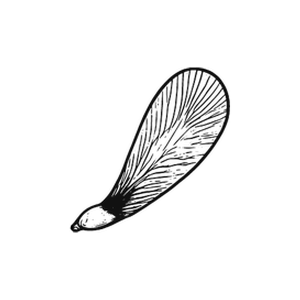 Maison Samare